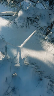 A cozy winter jacket draped over snowy pine branches, soft morning light casting gentle shadows.