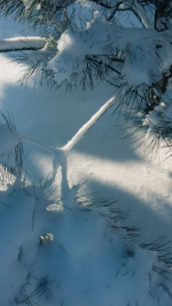 A cozy winter jacket draped over snowy pine branches, soft morning light casting gentle shadows.