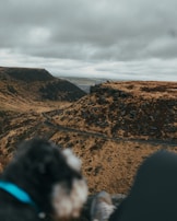 A scenic road view from inside the pet transport vehicle.