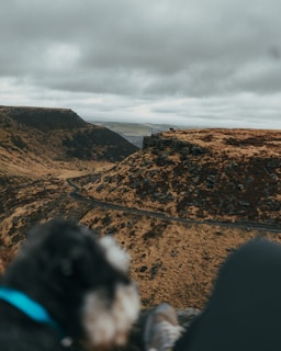 A scenic road view from inside the pet transport vehicle.