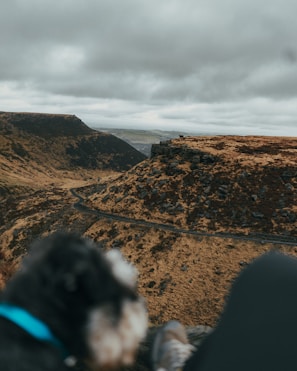 A scenic view of the transport vehicle on the road with pets inside