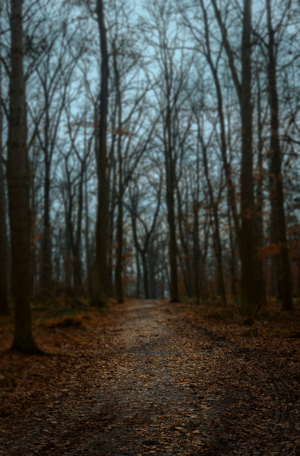 brown trees on brown soil during daytime