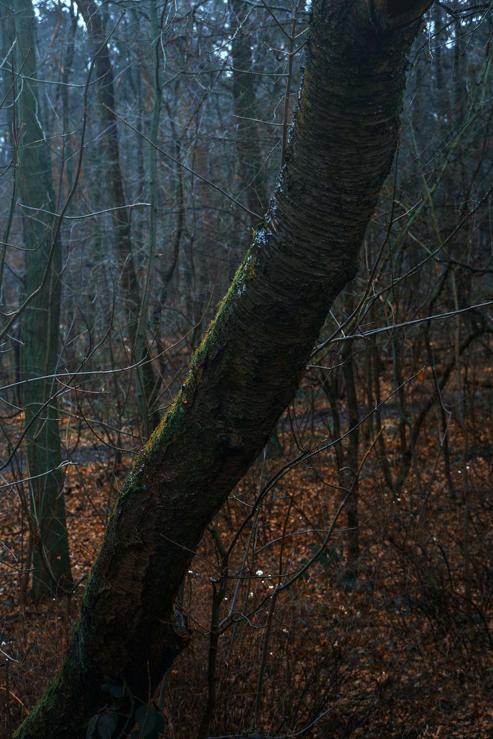 brown tree trunk during daytime