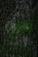 green moss on brown tree trunk