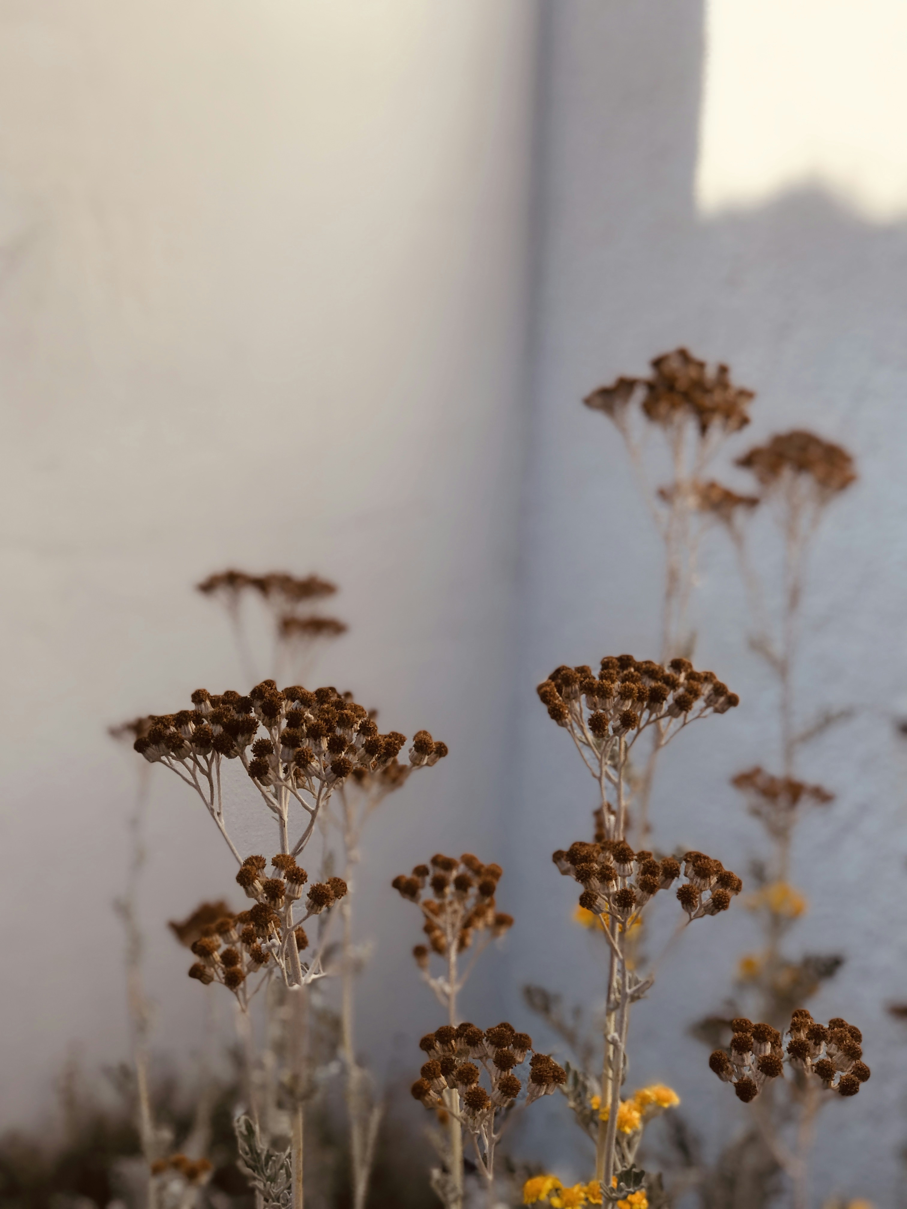 white and brown floral decor