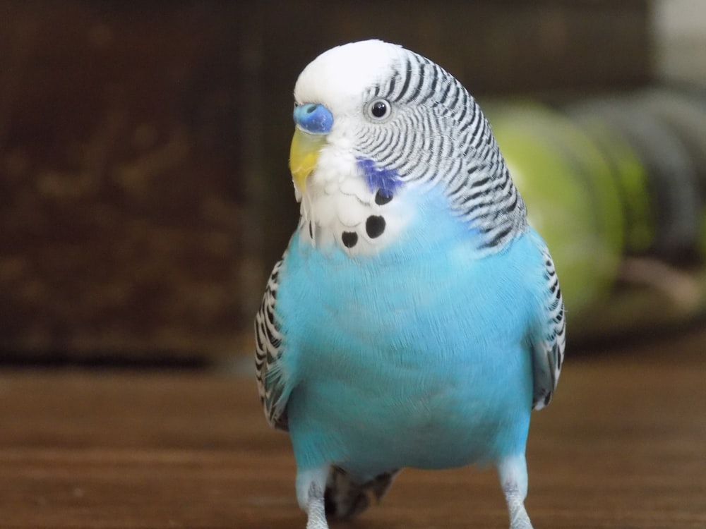 blue white and yellow bird