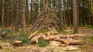 brown tree logs on brown field