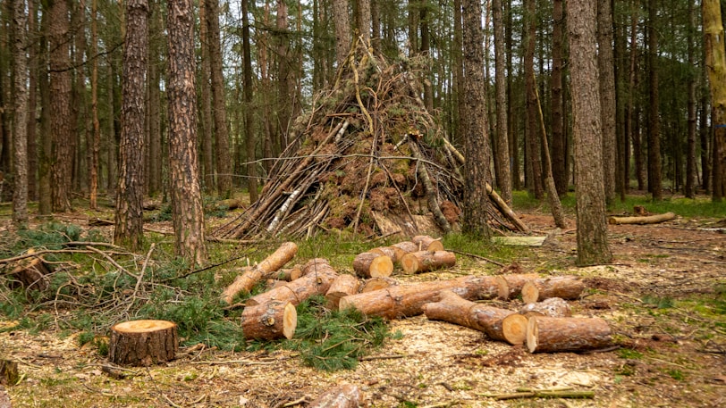 brown tree logs on brown field