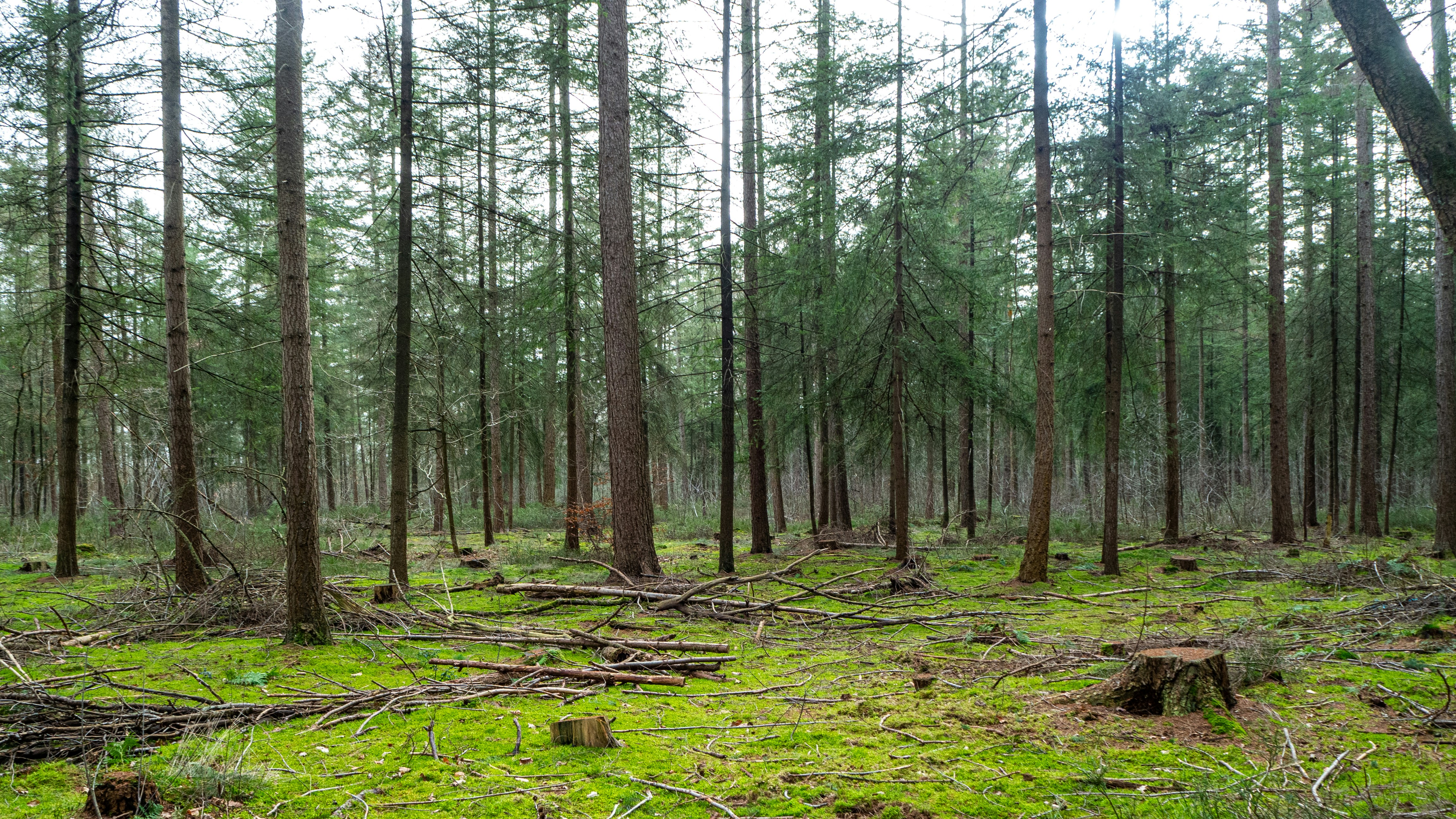 Photo by wimvanteinde