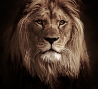 lion in black background in grayscale photography