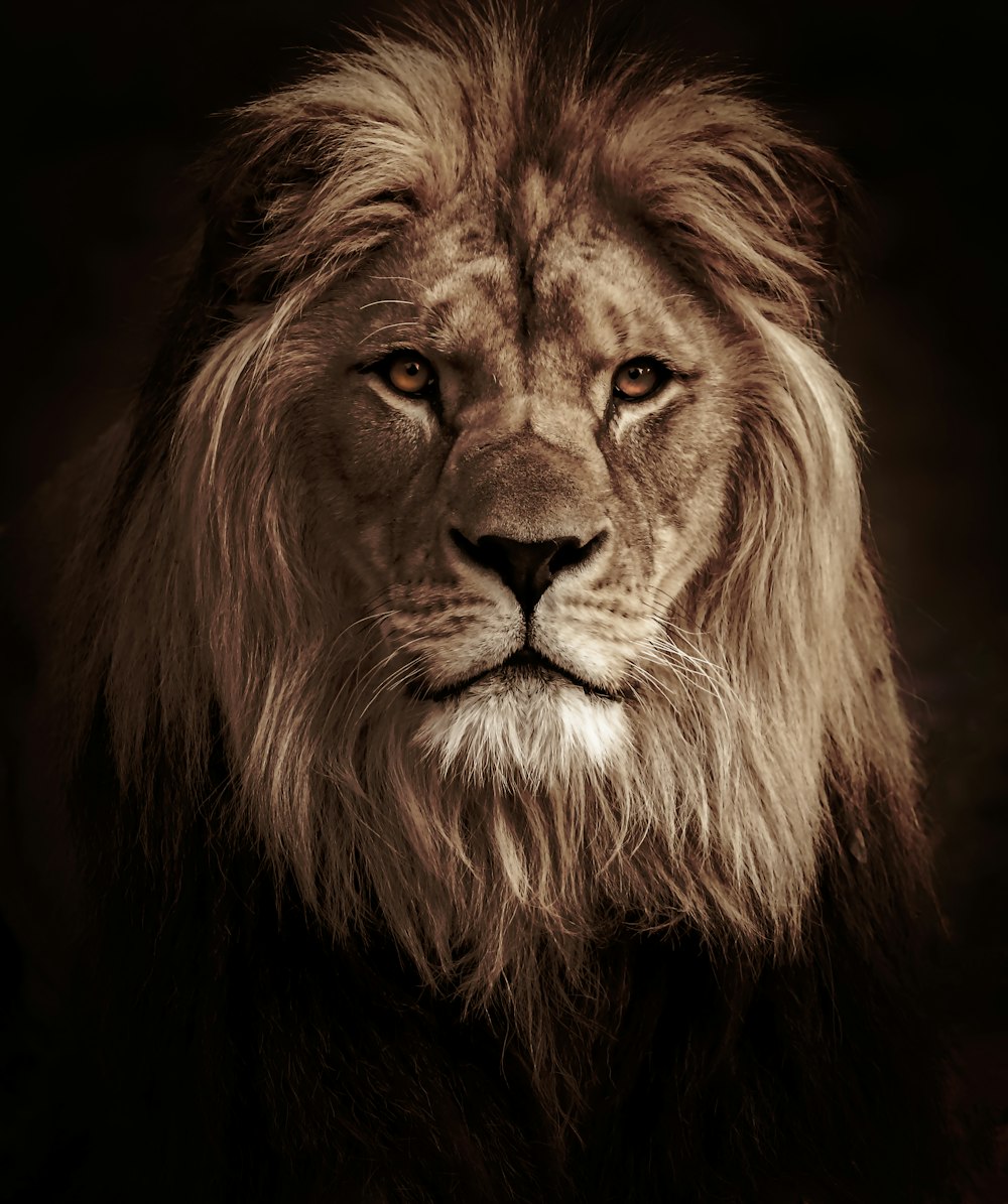 Lion sur fond noir en photographie en niveaux de gris