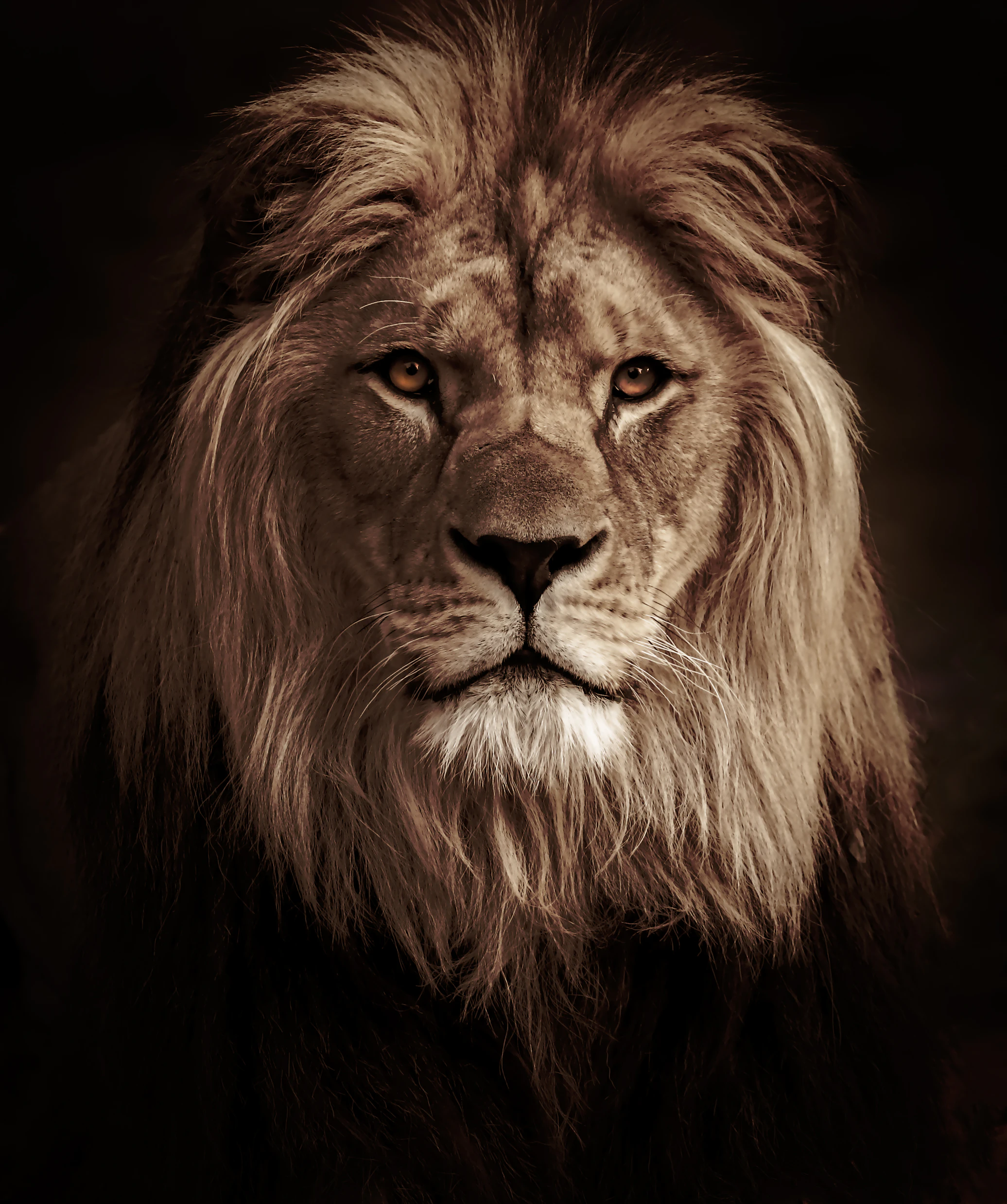 Majestic male lion portrait with full mane looking towards the horizon