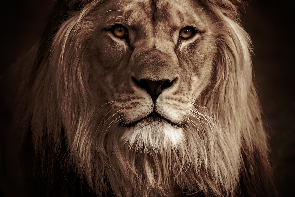 lion in black background in grayscale photography