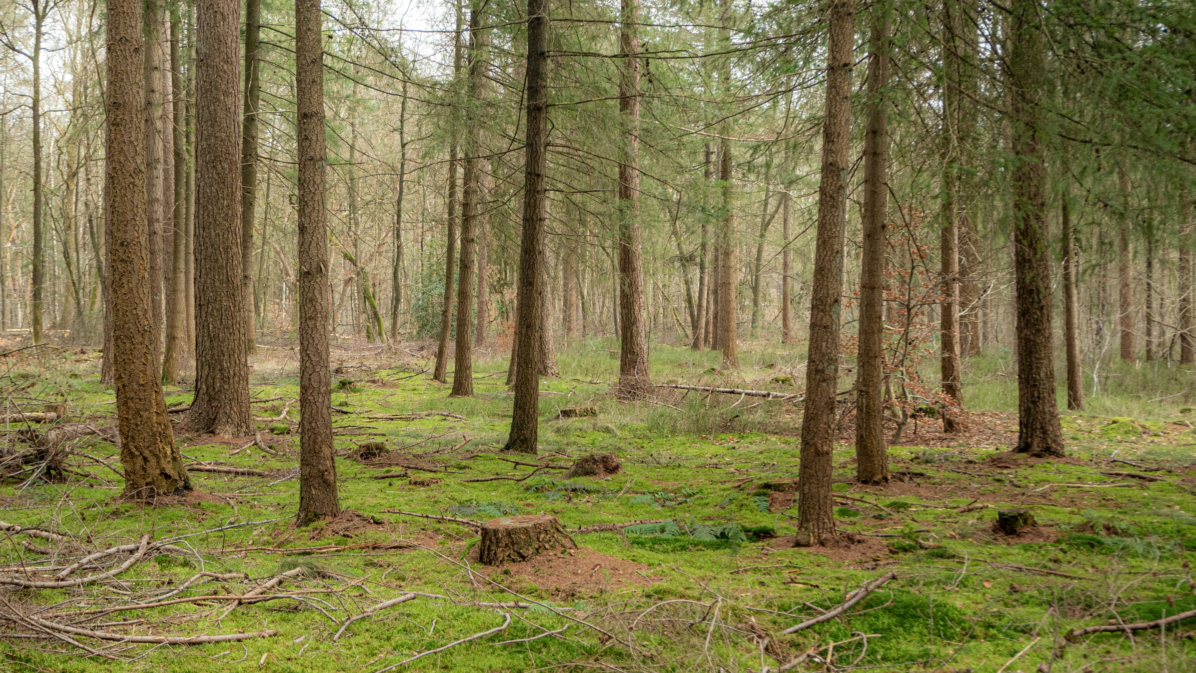 Photo by wimvanteinde