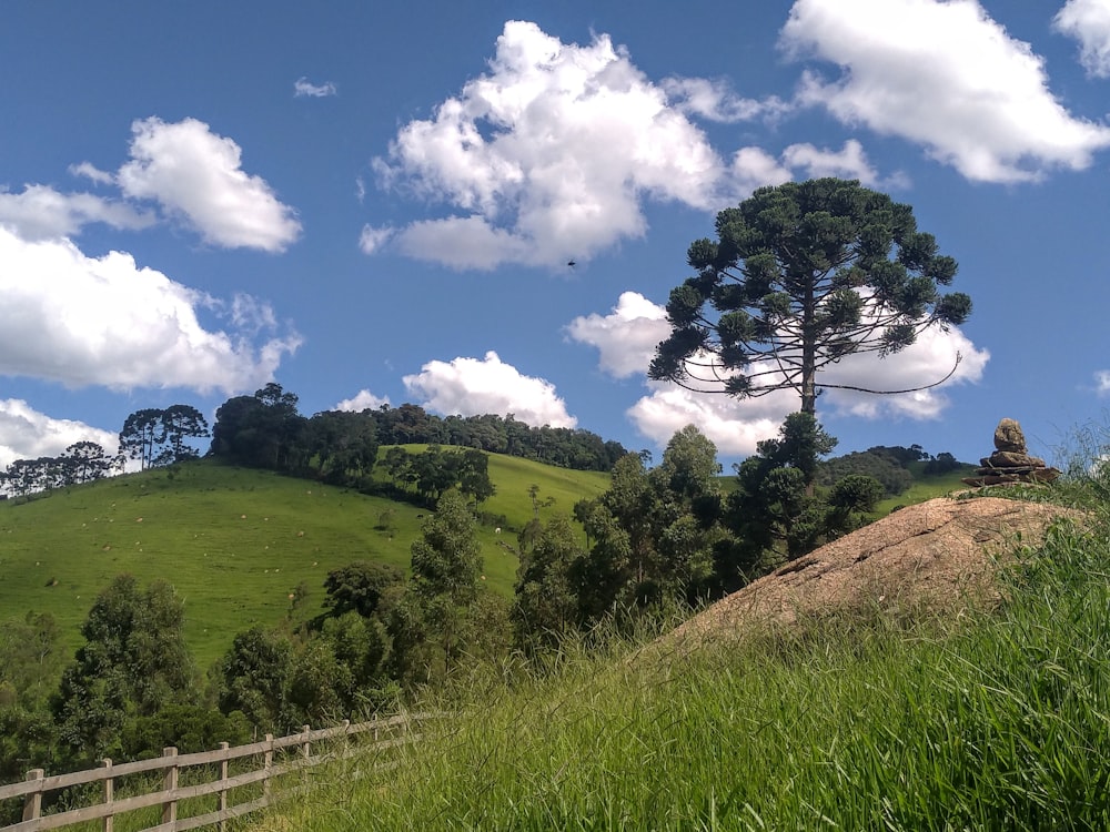 campo de hierba verde y árboles bajo el cielo azul durante el día