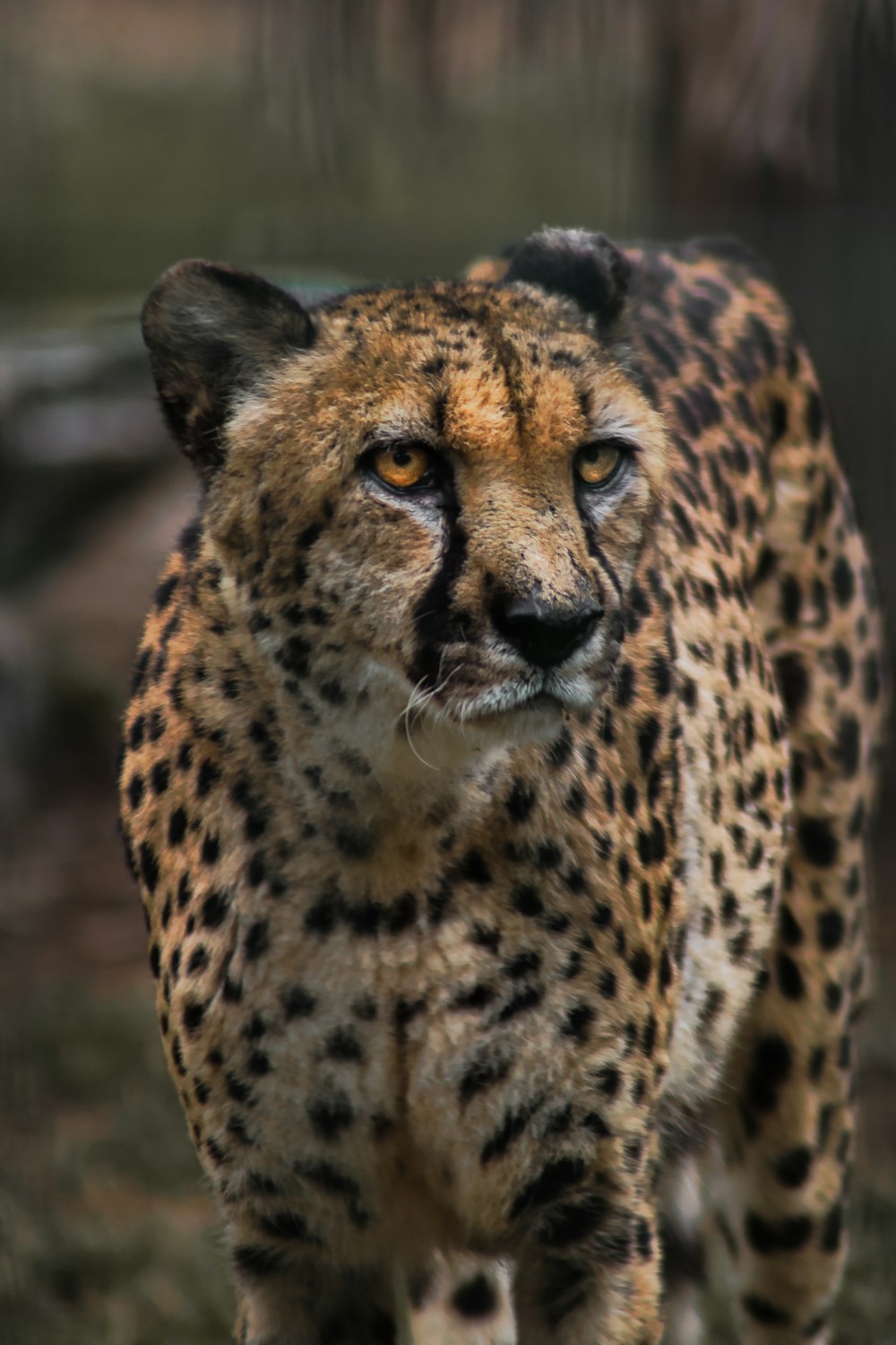 brown and black cheetah in close up photography
