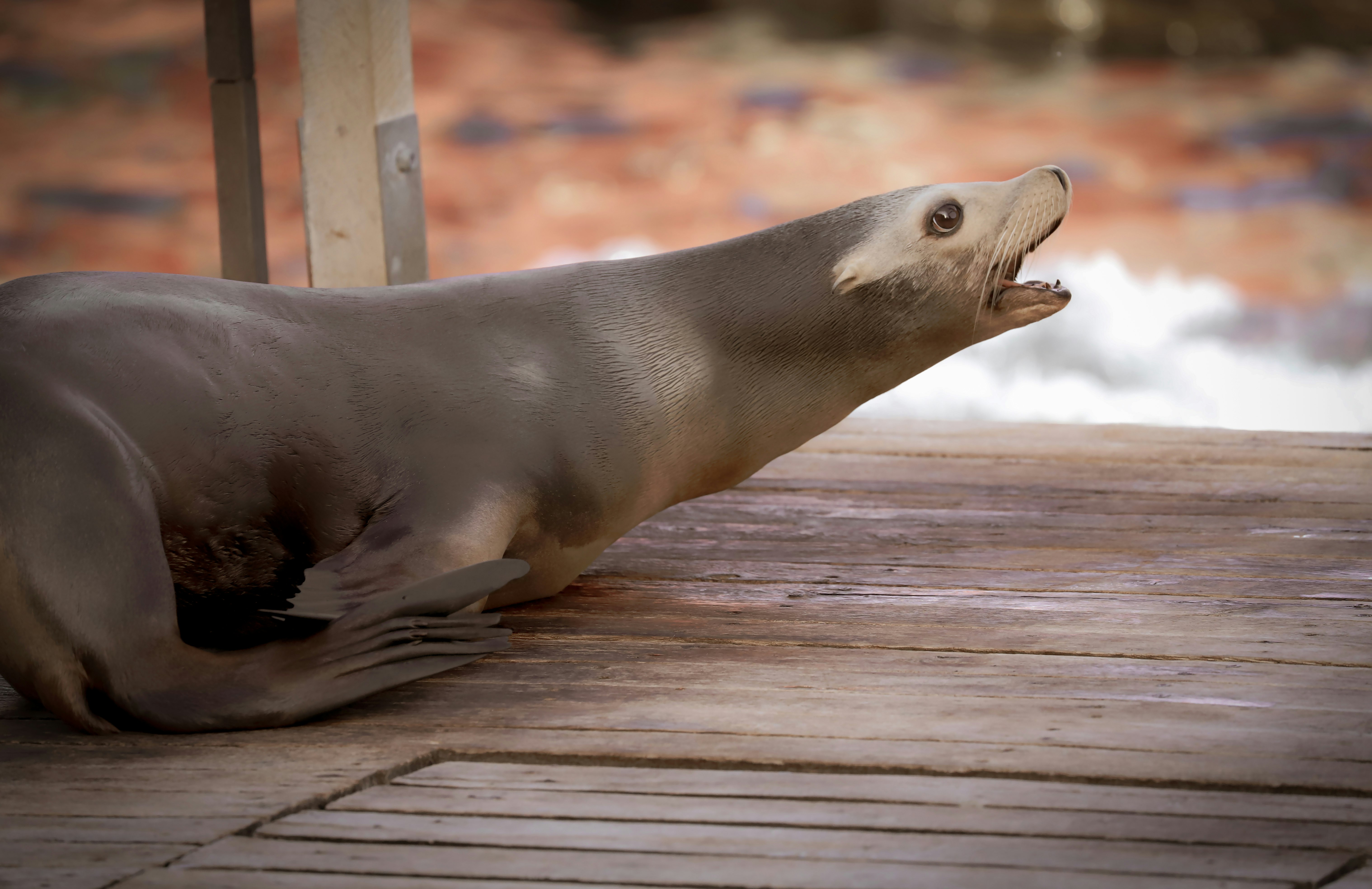 seal on brown wooden dock during daytime