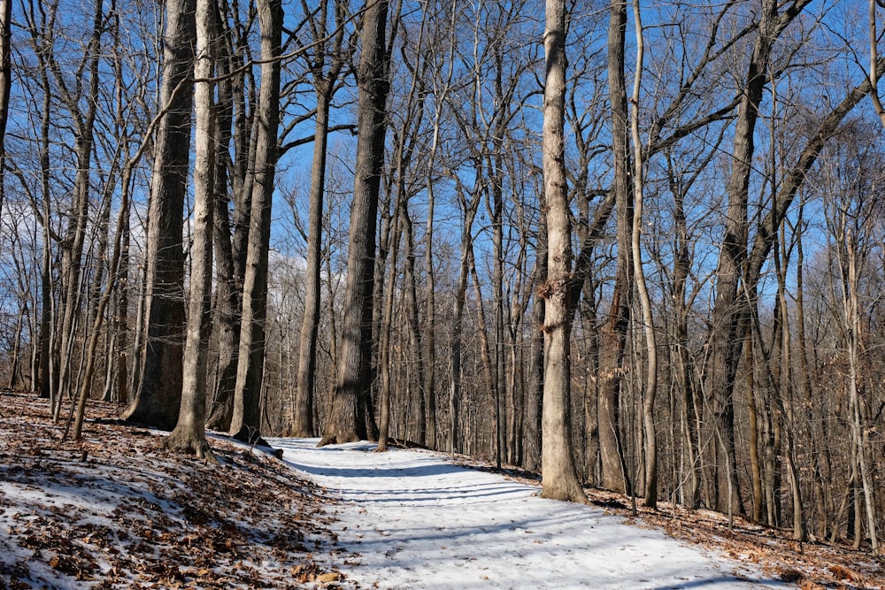 brown trees on snow covered ground during daytime