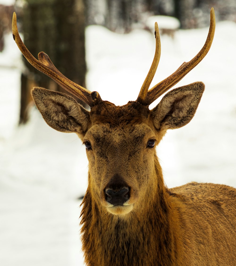 brown deer on snow covered ground during daytime