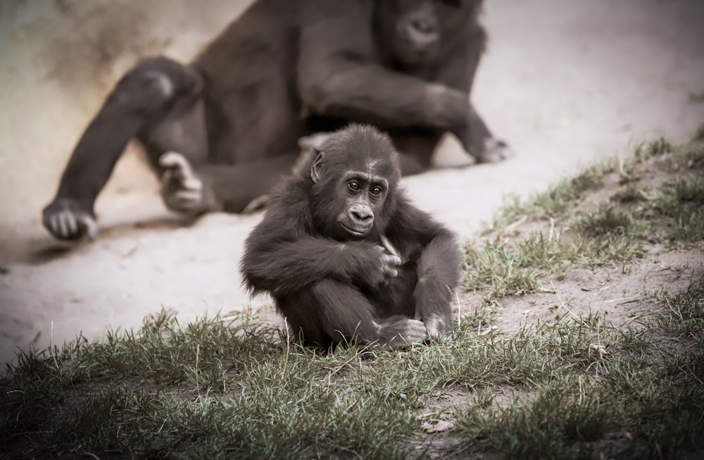 black gorilla on green grass during daytime