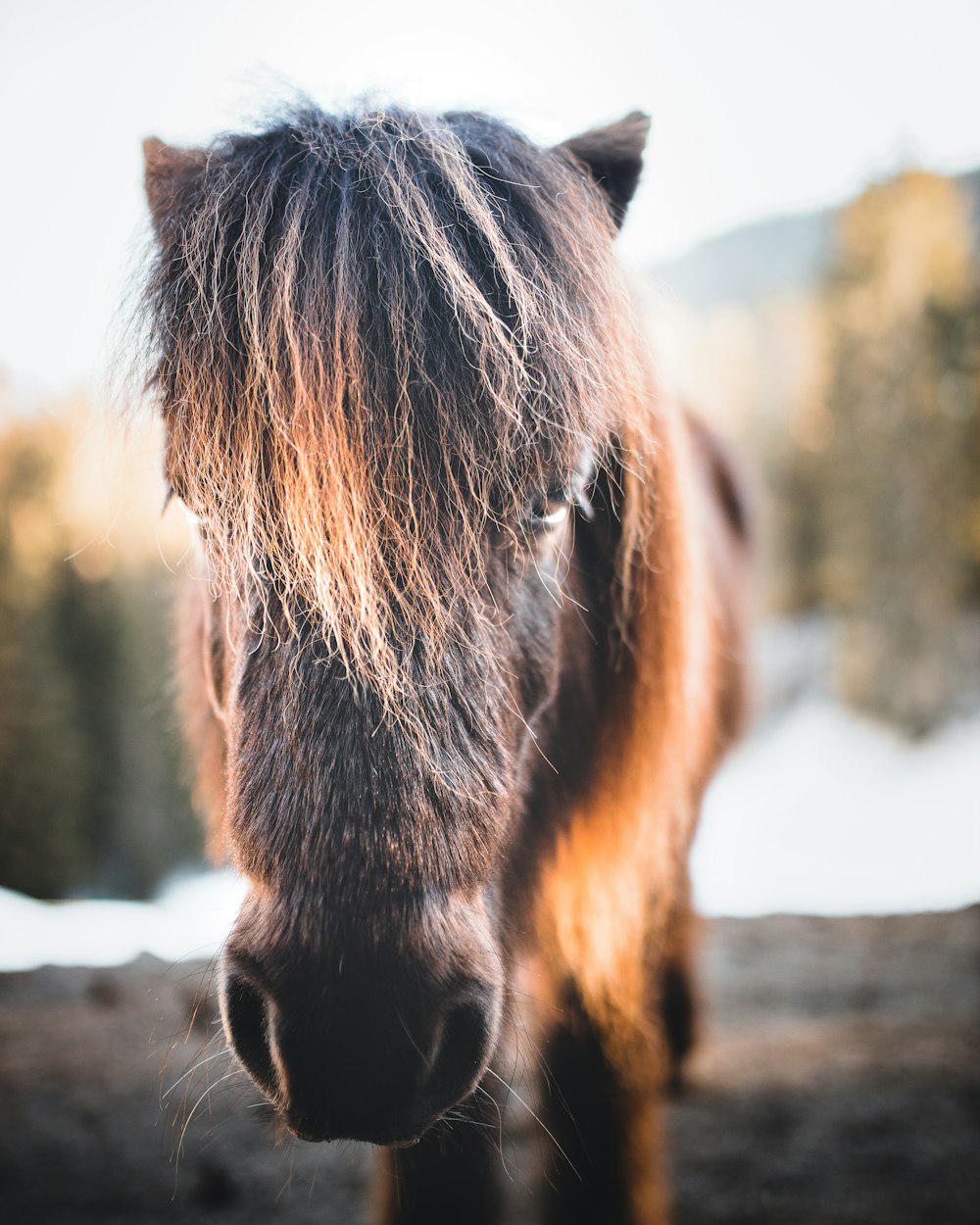 brown horse on brown field during daytime