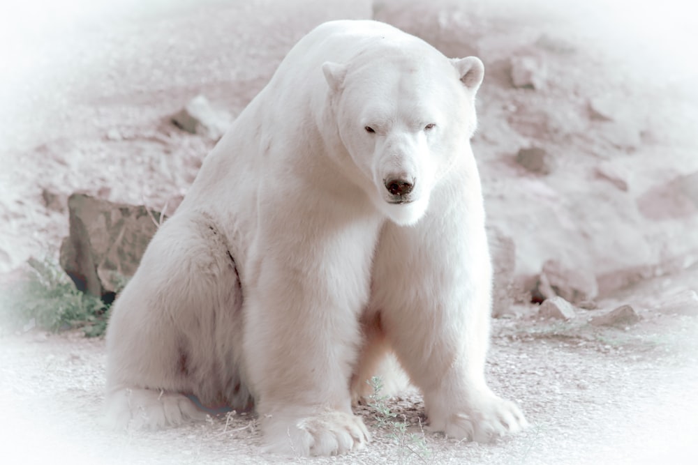 white polar bear on snow covered ground during daytime