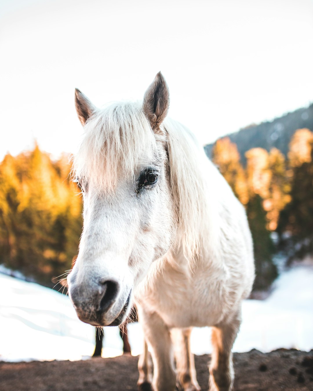 white horse on snow covered ground during daytime
