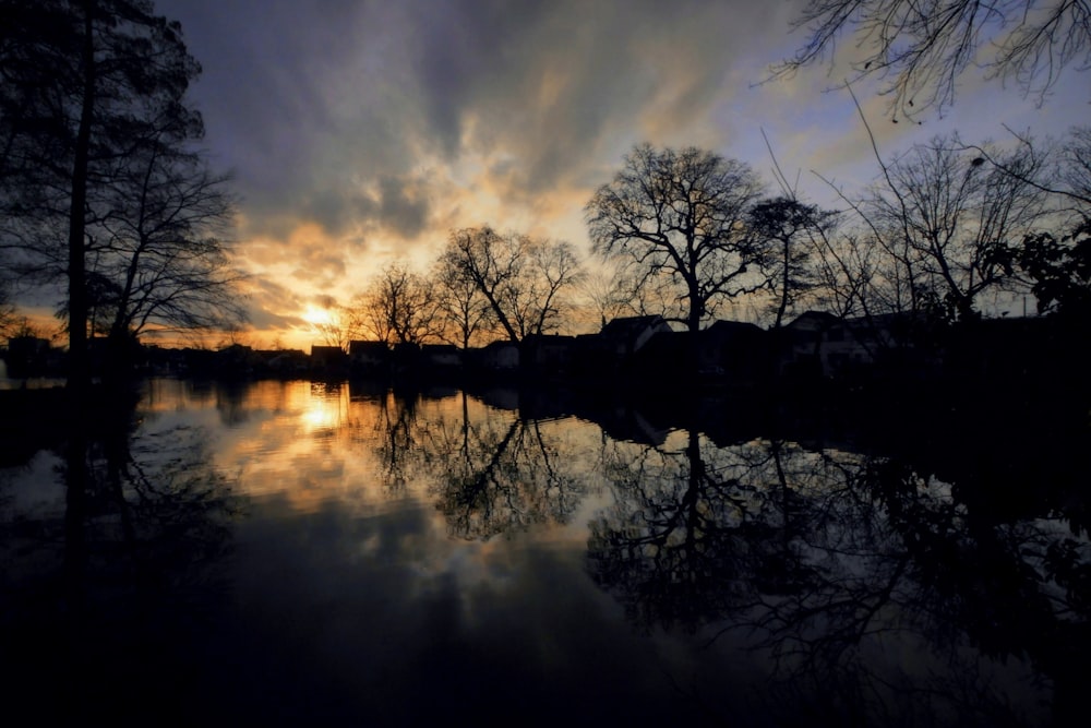 silhouette of trees near body of water during sunset