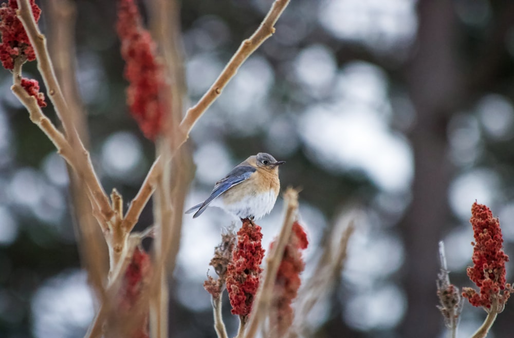 brown and white bird on brown tree branch