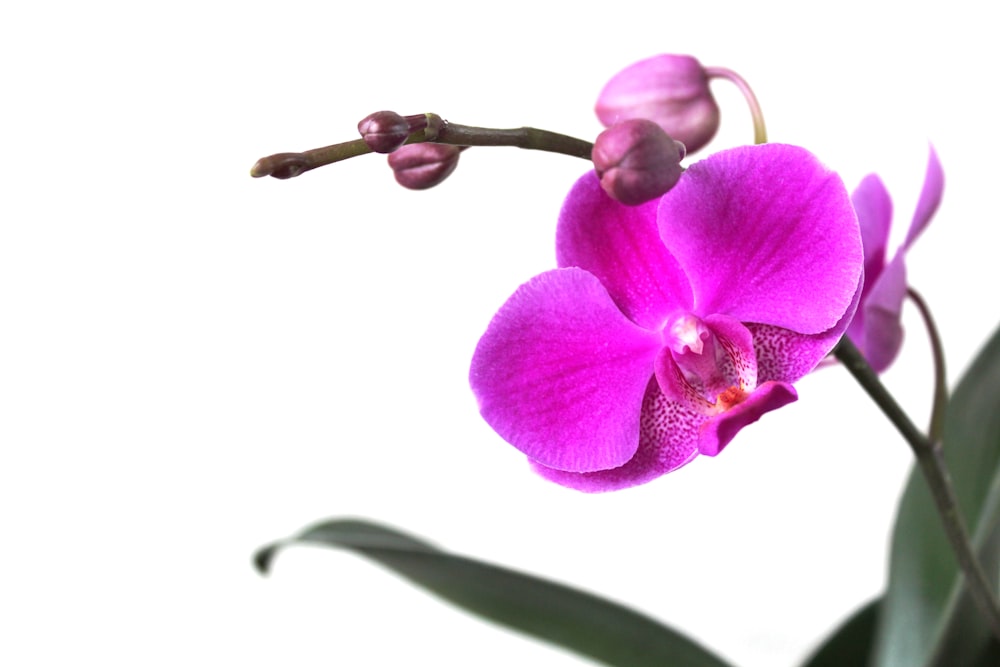 purple moth orchid in bloom