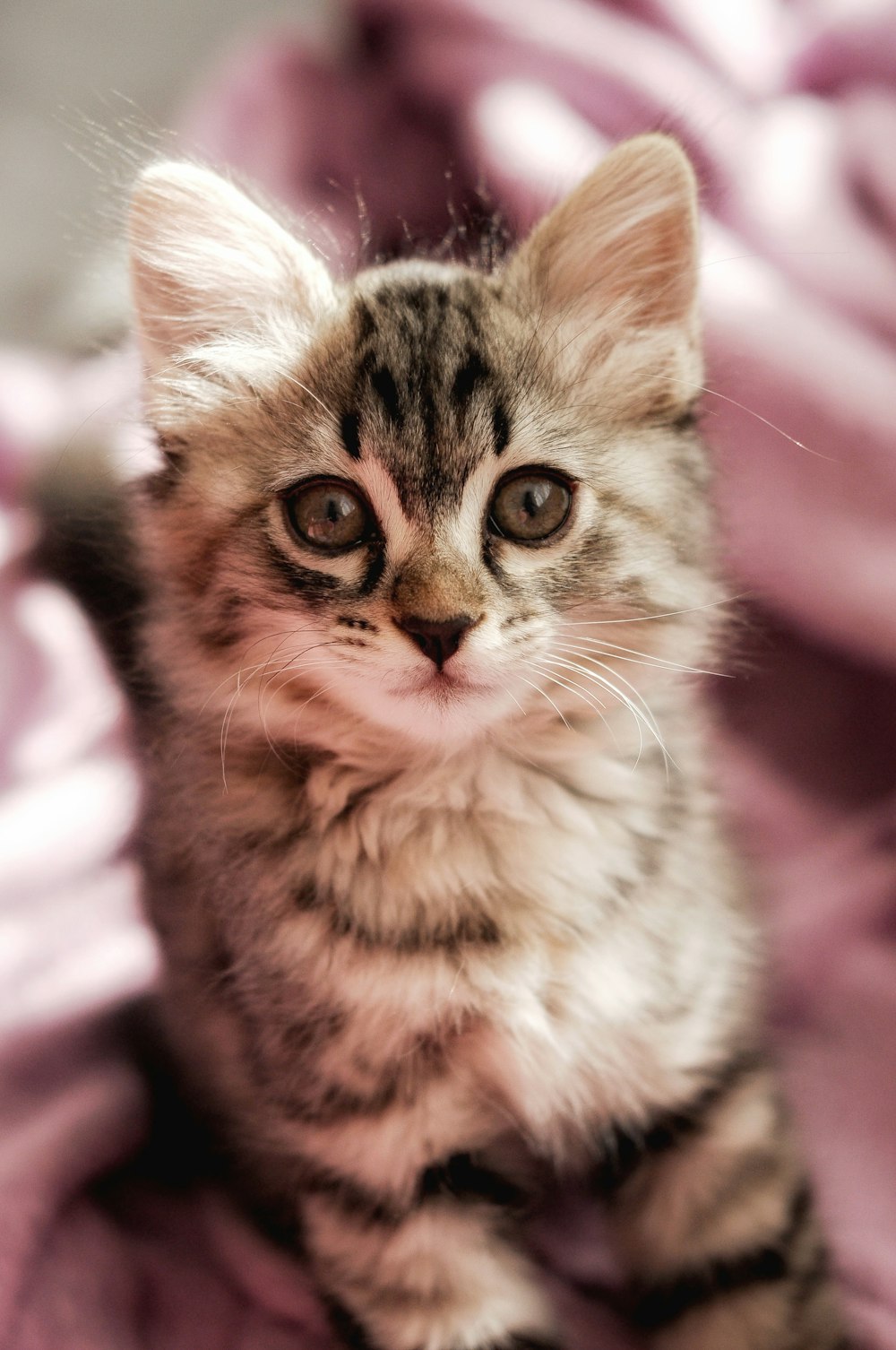 gattino soriano marrone su tessuto rosa