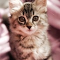 brown tabby kitten on pink textile