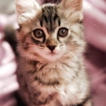 brown tabby kitten on pink textile