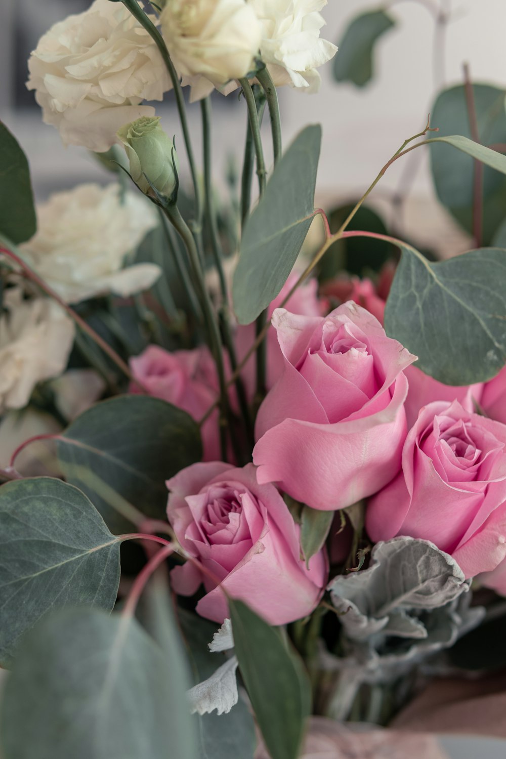 pink roses in close up photography