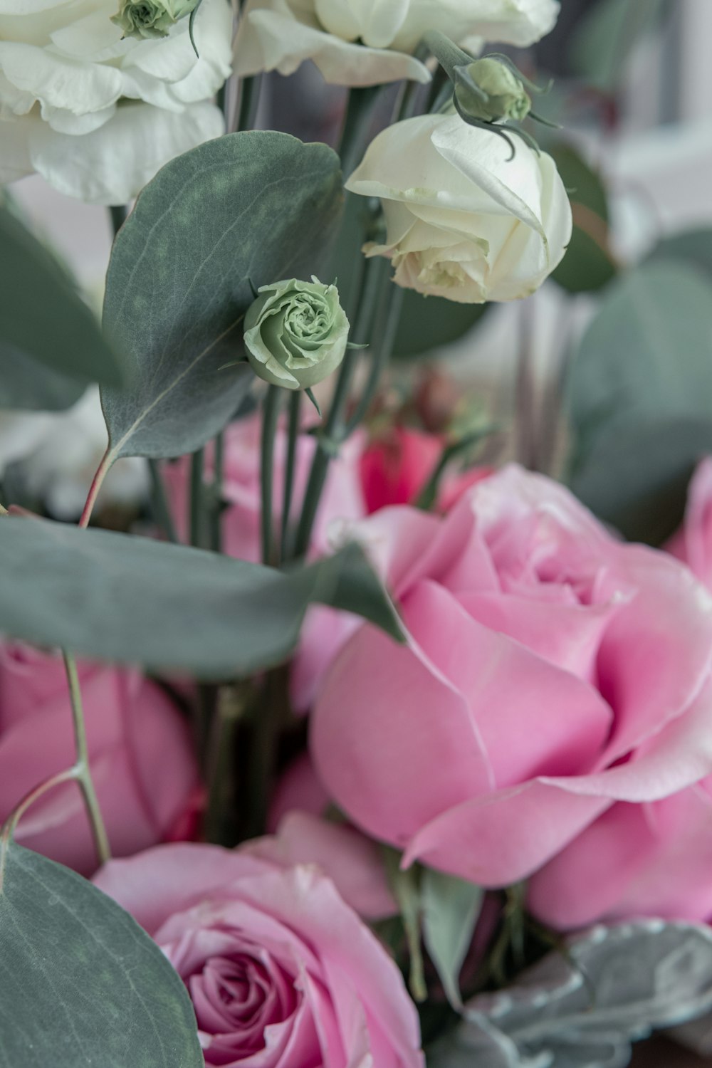 pink roses in bloom during daytime