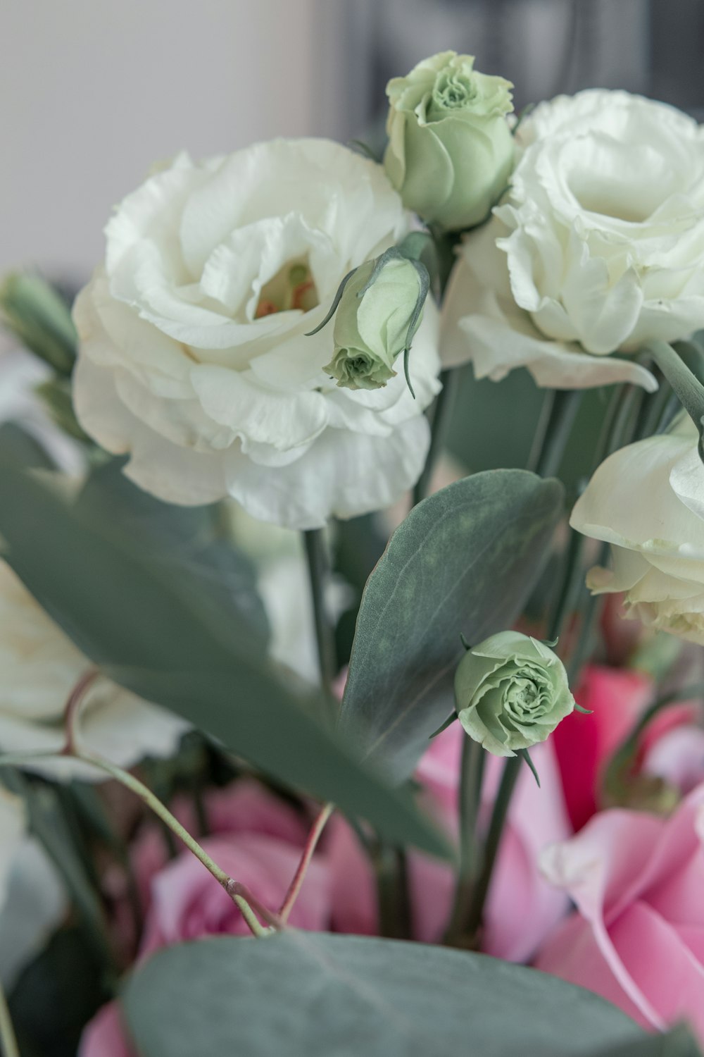 white flowers with green leaves