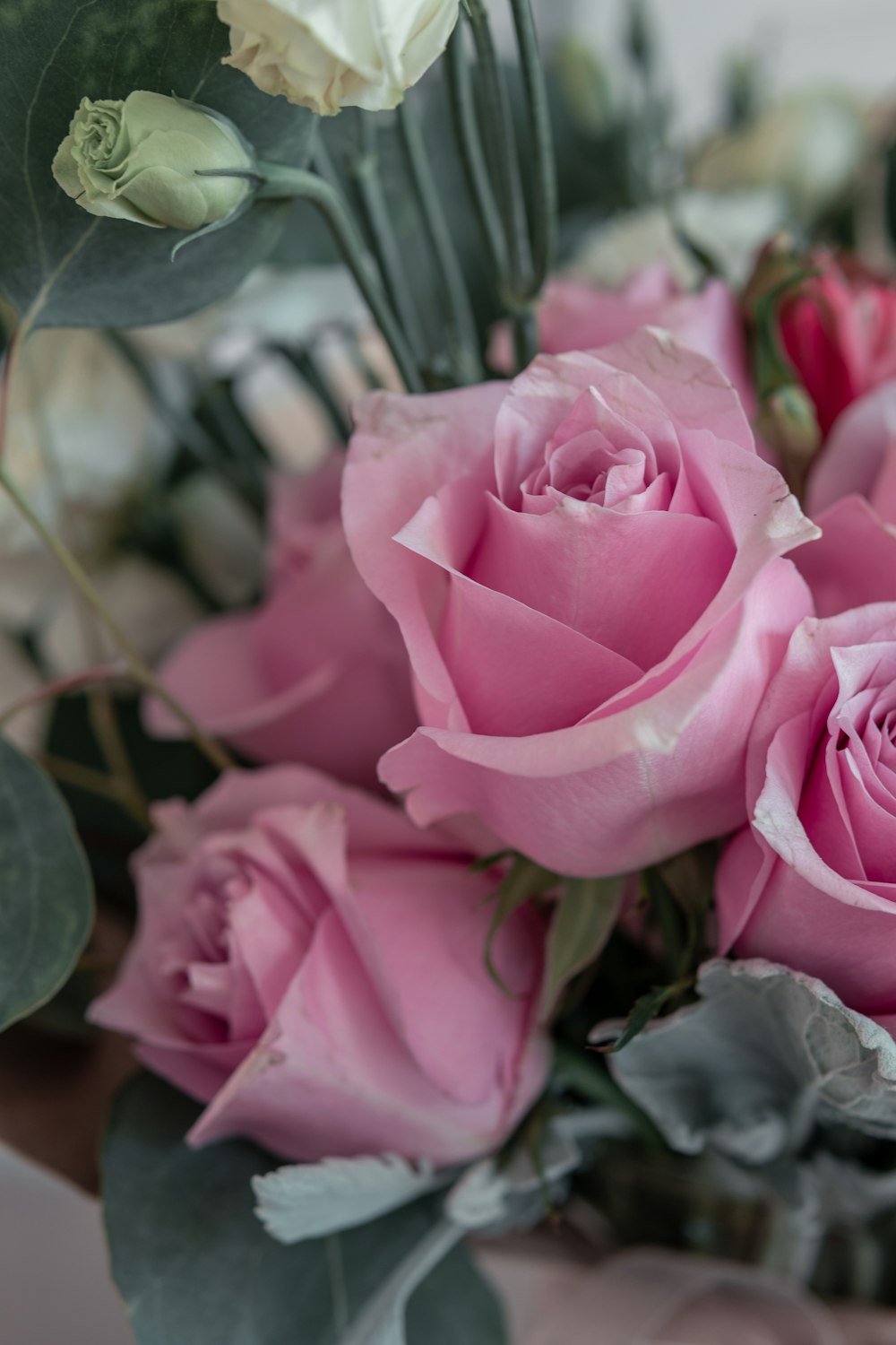 pink rose in bloom during daytime