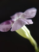 Close-up of a single purple longpaper partially unrolled on a dark surface.