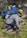 A person kneels on rocky terrain surrounded by greenery, adjusting their hiking boots. They are equipped with a large blue backpack that includes various outdoor gear such as a metal mug and a rolled-up mat. The person is wearing a green cap, a gray long-sleeve top, and blue pants.