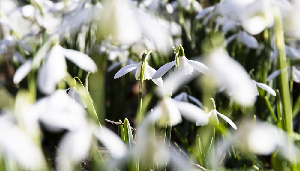 white flowers in tilt shift lens