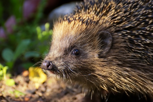A close-up of a curious hedgehog peeking out from under a lush green hedge bathed in soft morning light.