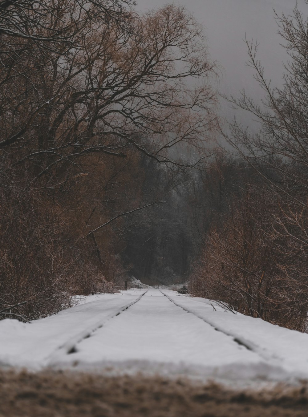 snow covered road between bare trees