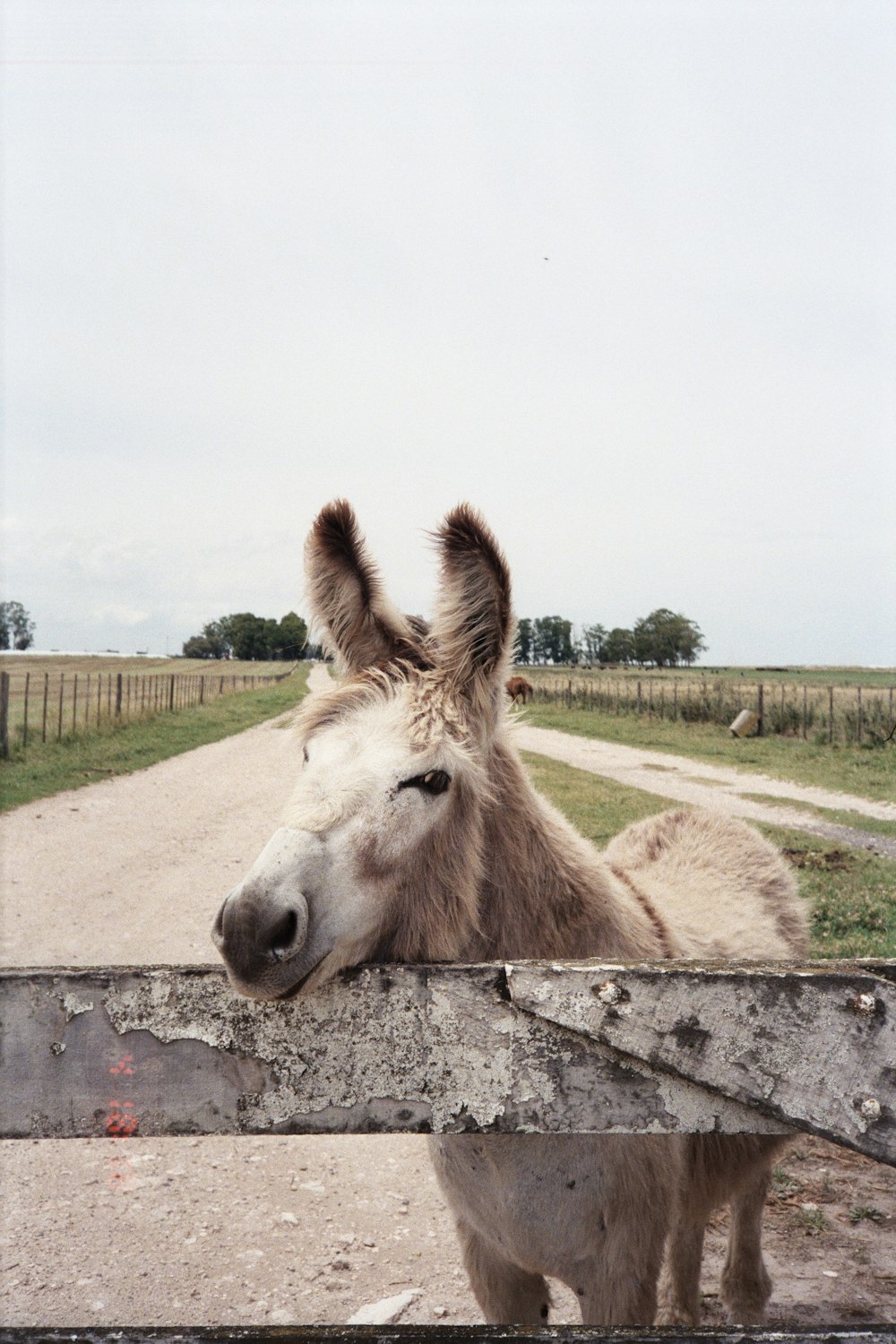 brown horse on gray concrete ground during daytime