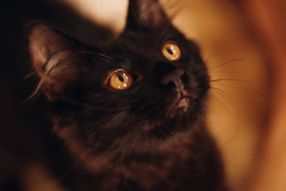 black cat in close up photography