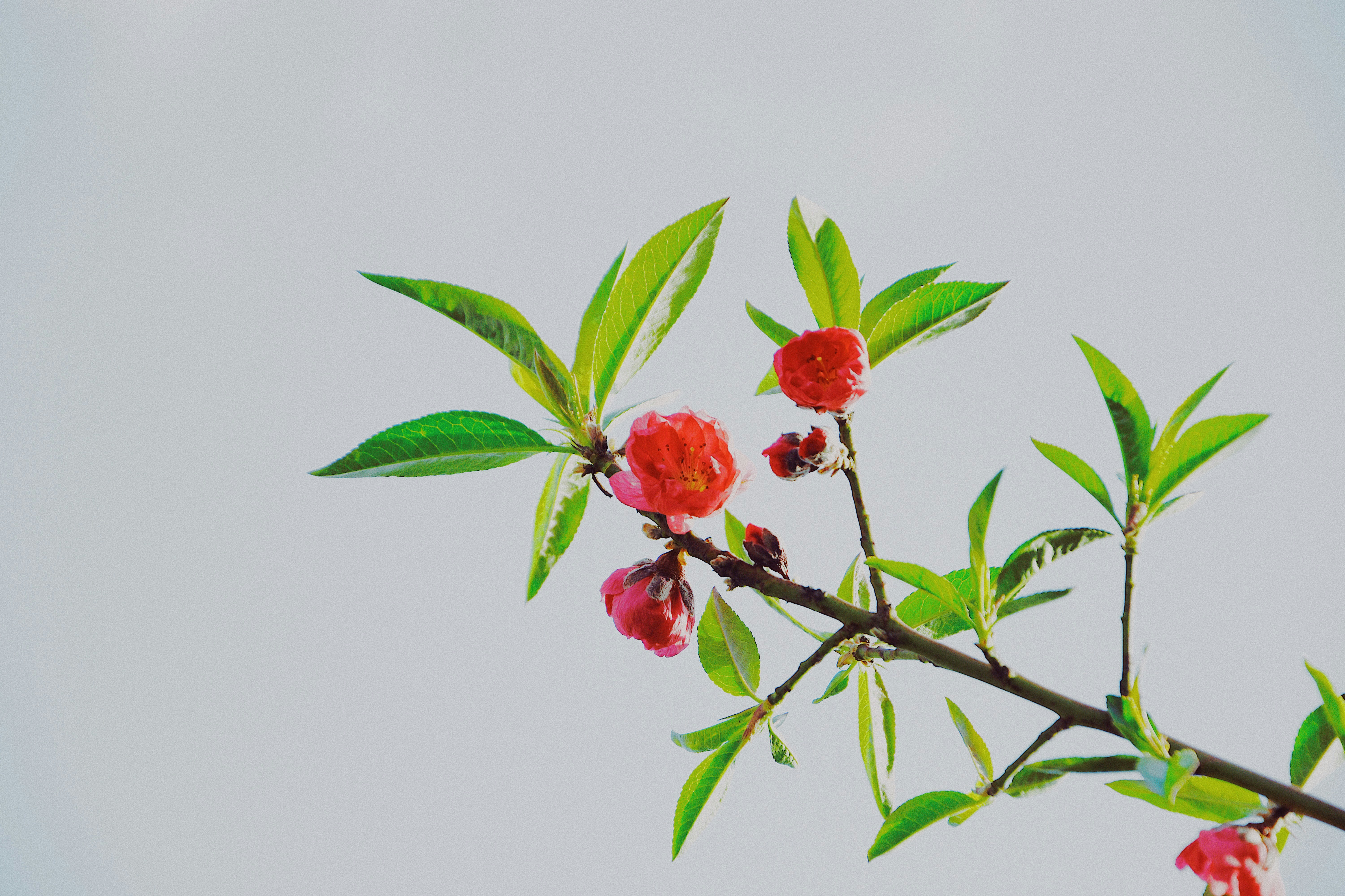 Photo by jizhidexiaohailang