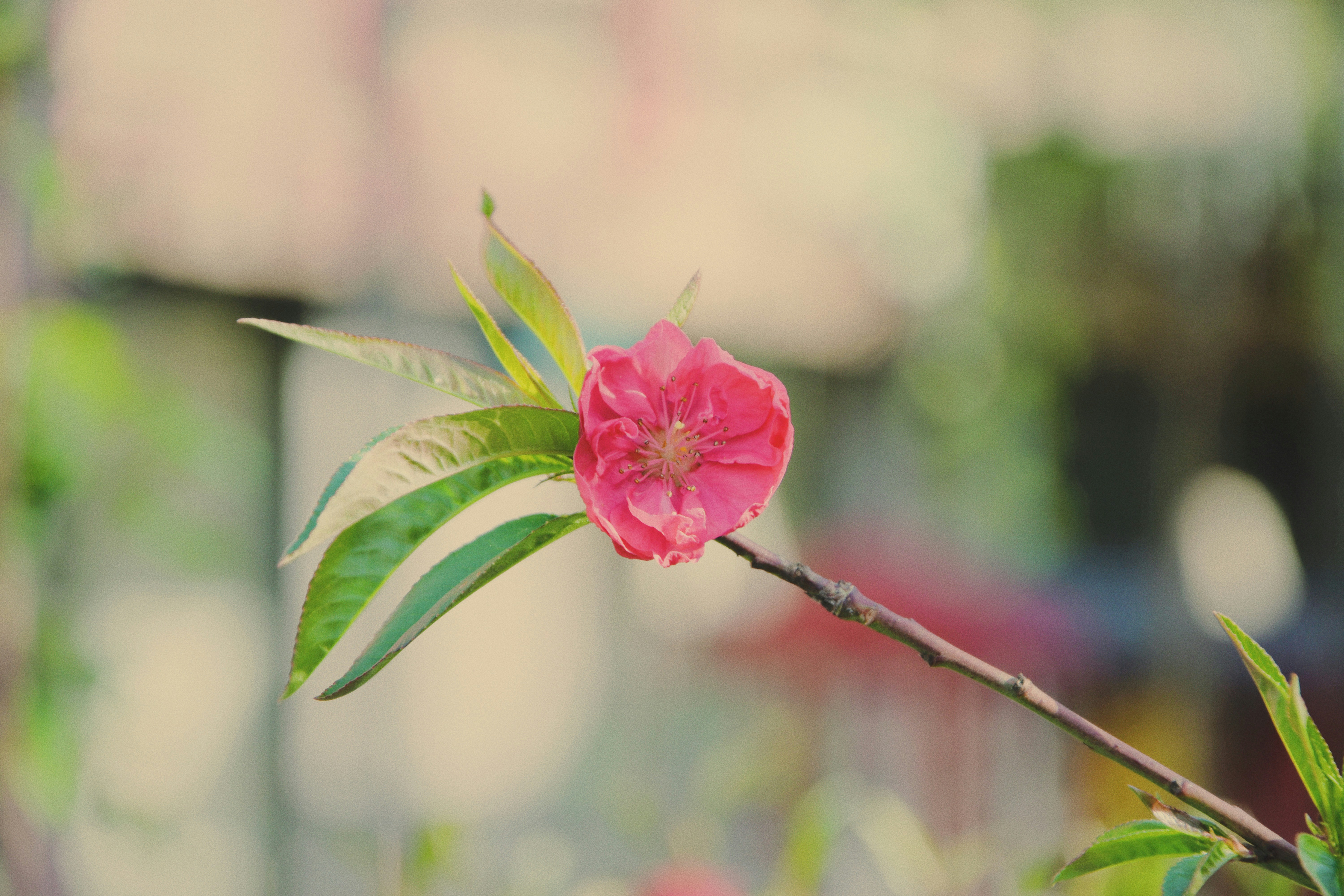 Photo by jizhidexiaohailang