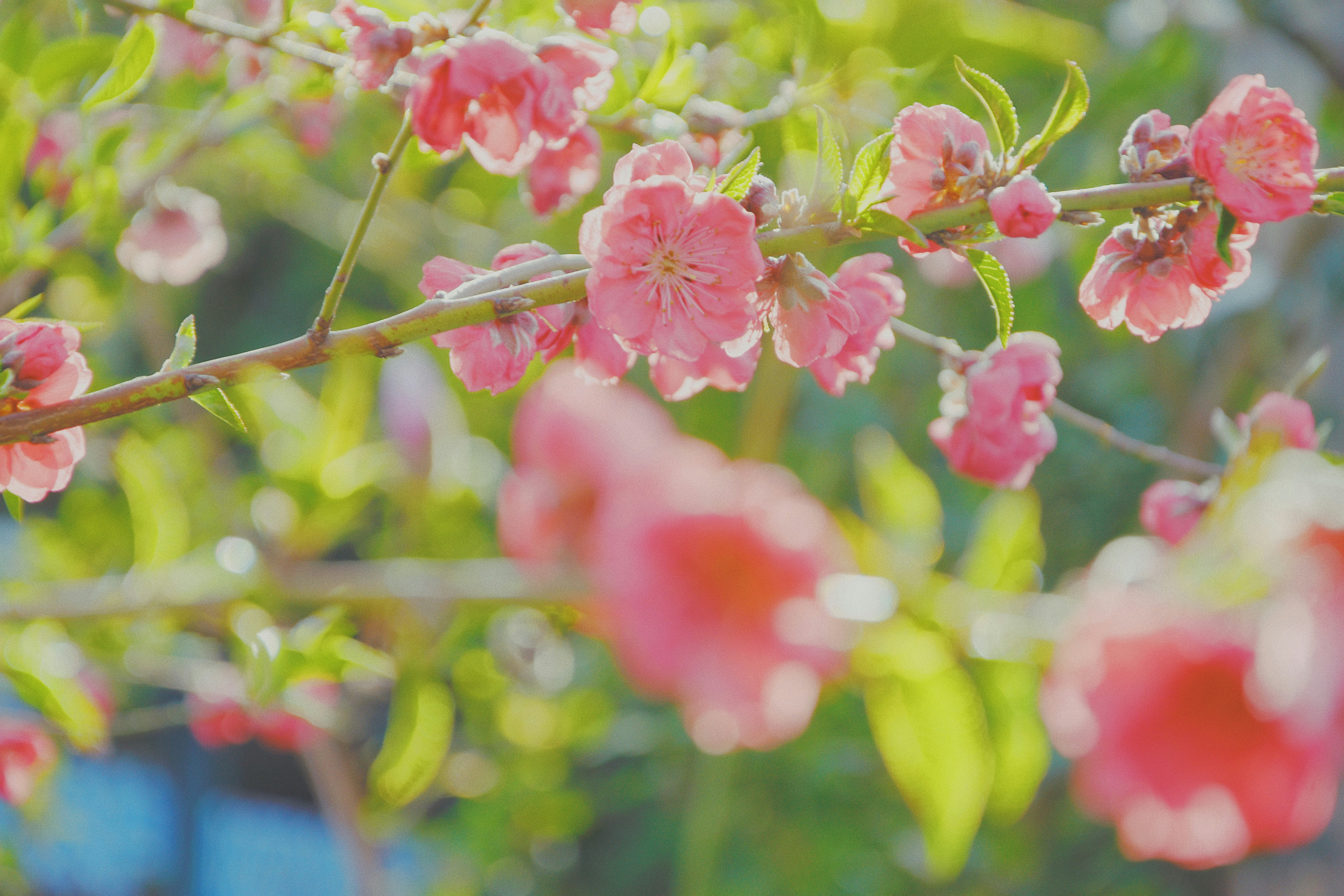 Photo by jizhidexiaohailang