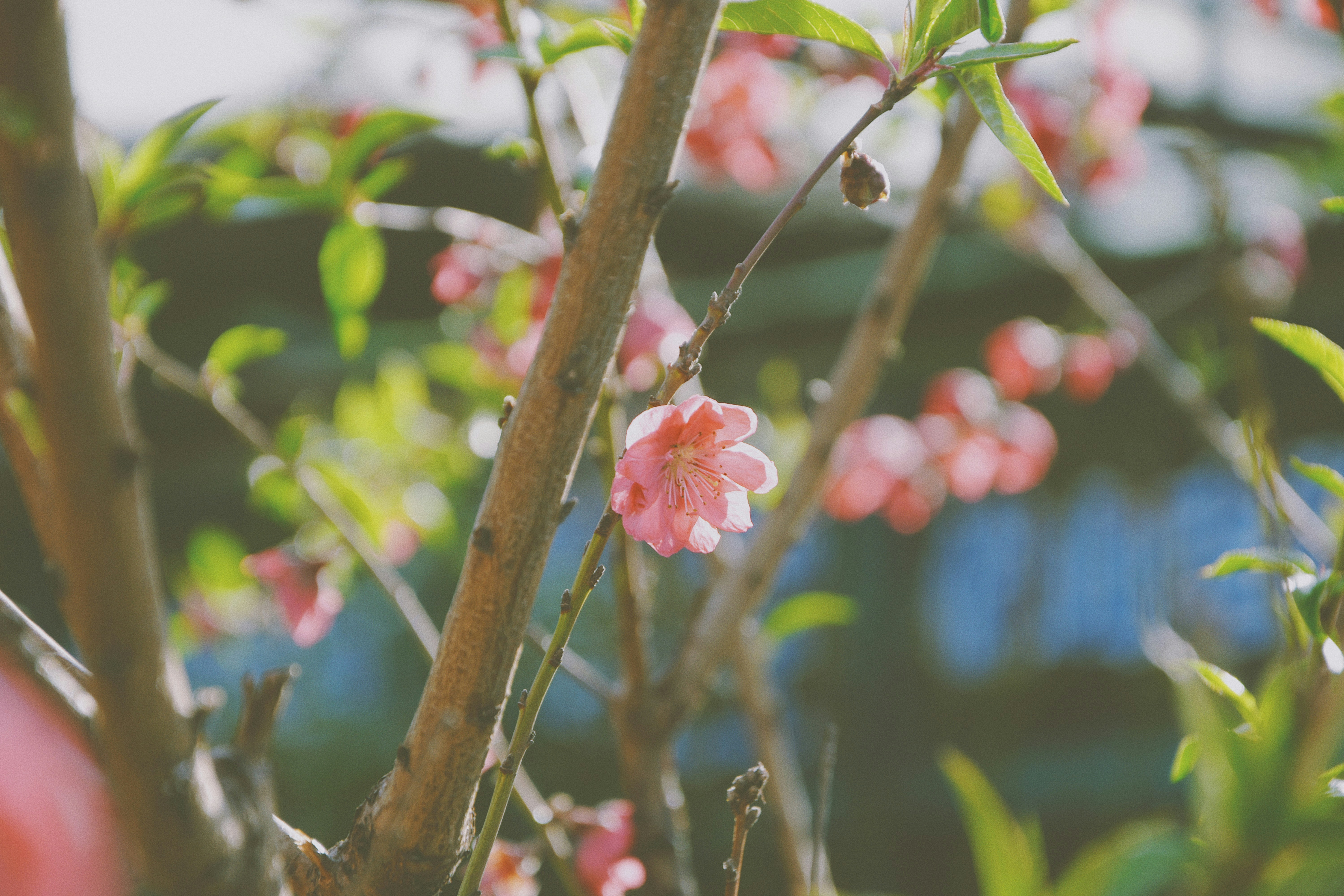 Photo by jizhidexiaohailang