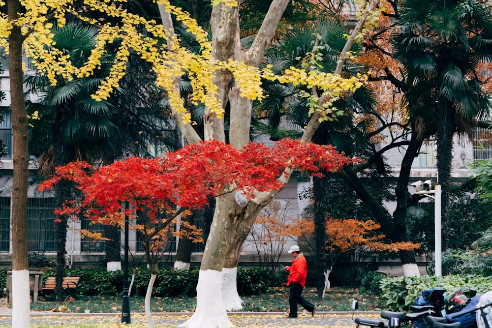 woman in red jacket standing near red and yellow leaf tree during daytime