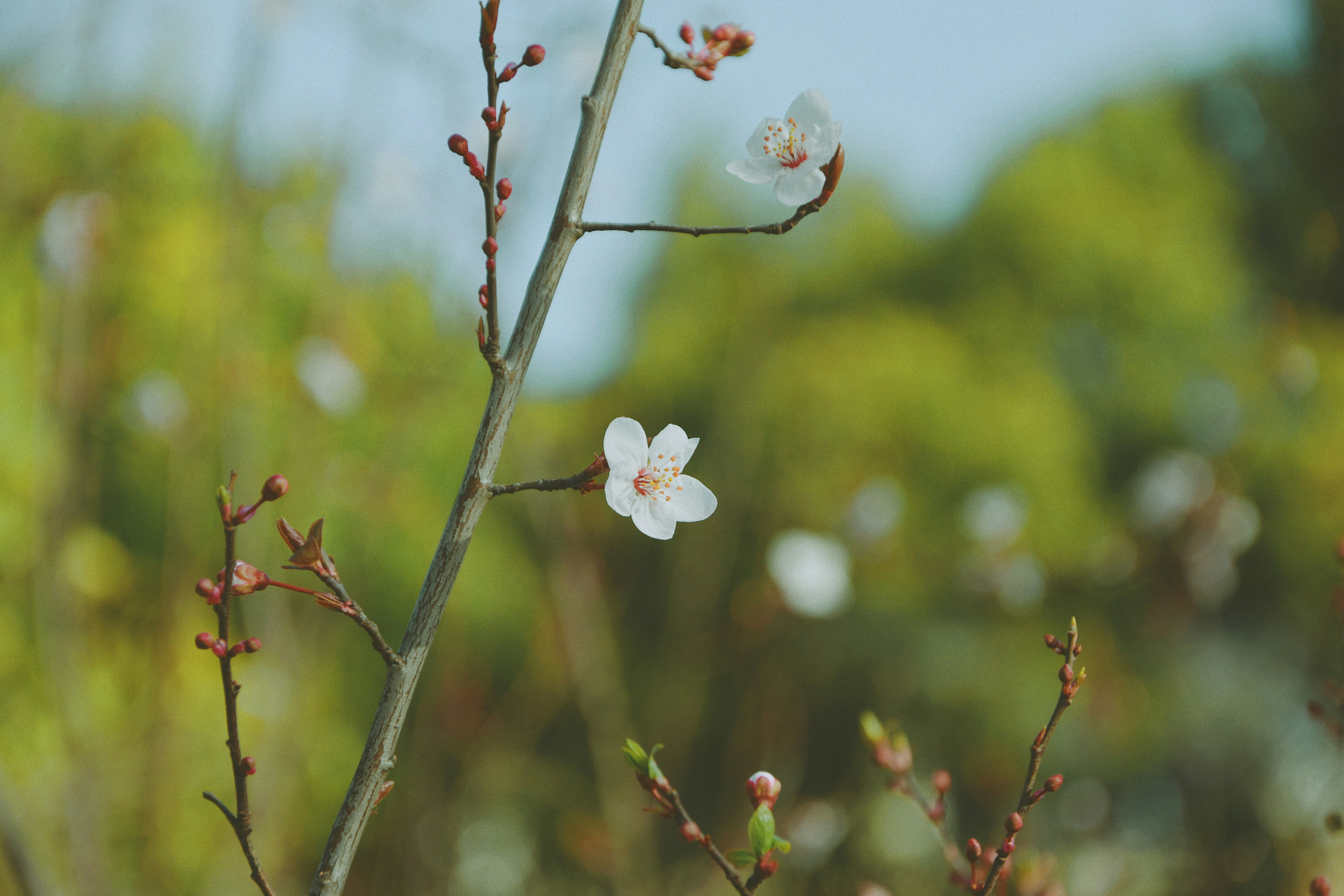 Photo by jizhidexiaohailang